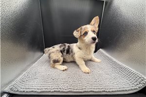 Bonnie - puppy for sale