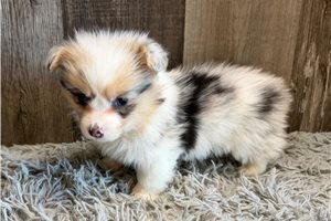 Gertie - Corgi, Pembroke Welsh for sale