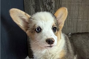 Dottie - Corgi, Pembroke Welsh for sale