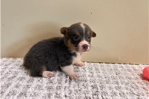 Merci - puppy for sale