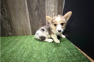 Delta - Corgi, Pembroke Welsh for sale