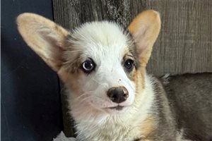 Dottie - Pembroke Welsh Corgi for sale