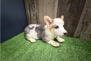 Dottie - Corgi, Pembroke Welsh for sale