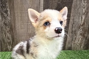 Daisy - Corgi, Pembroke Welsh for sale