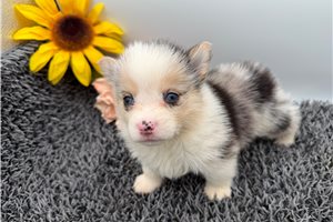 Daisy - Pembroke Welsh Corgi for sale
