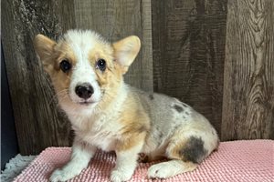 Delta - Pembroke Welsh Corgi for sale