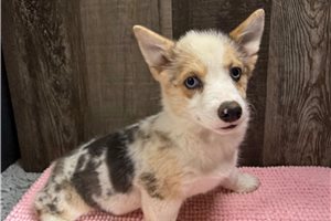 Daisy - Corgi, Pembroke Welsh for sale