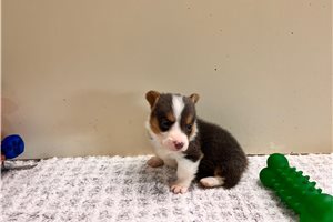 Marshall - puppy for sale