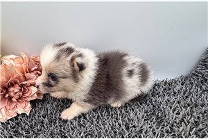 Delta - Corgi, Pembroke Welsh for sale