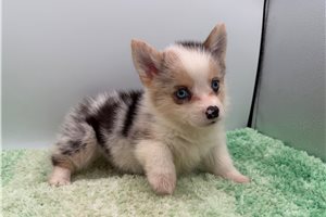 Daisy - Corgi, Pembroke Welsh for sale