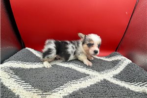 Drake - puppy for sale