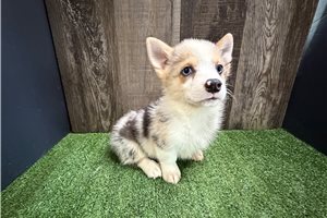 Daisy - Corgi, Pembroke Welsh for sale