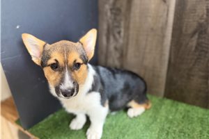 Brenda - Corgi, Pembroke Welsh for sale