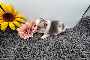 Delta - Pembroke Welsh Corgi for sale
