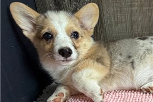 Delta - Corgi, Pembroke Welsh for sale