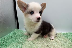 Dottie - Corgi, Pembroke Welsh for sale