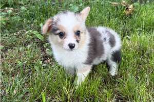 Delta - Corgi, Pembroke Welsh for sale
