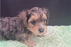Vince - Yorkiepoo - Yorkie Poo for sale