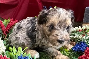Vance - Yorkiepoo - Yorkie Poo for sale