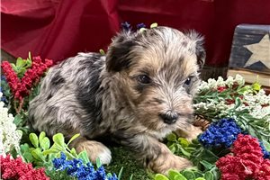 Vance - Yorkiepoo - Yorkie Poo for sale