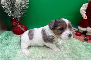 Tanner - Yorkiepoo - Yorkie Poo for sale
