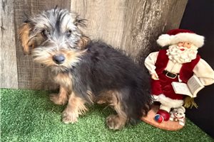 Nancy - Yorkiepoo - Yorkie Poo for sale