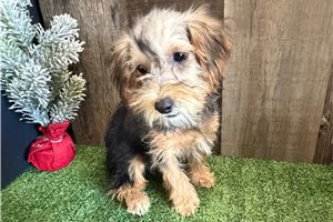 Nora - puppy for sale