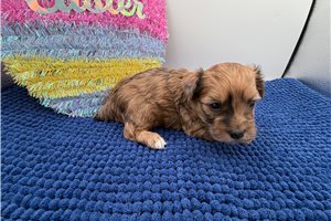 Spurlock - Yorkiepoo - Yorkie Poo for sale