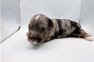 Vance - Yorkiepoo - Yorkie Poo for sale
