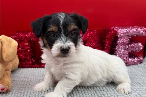 Nelly - puppy for sale