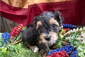 Victor - Yorkiepoo - Yorkie Poo for sale