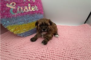 Stacey - Yorkiepoo - Yorkie Poo for sale