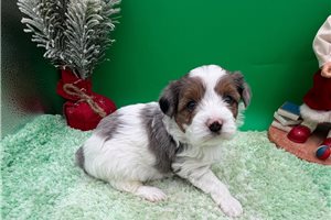 Travis - Yorkiepoo - Yorkie Poo for sale