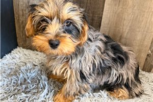Violet - Yorkiepoo - Yorkie Poo for sale