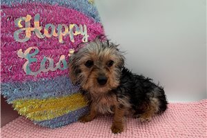 Naomi - Yorkiepoo - Yorkie Poo for sale