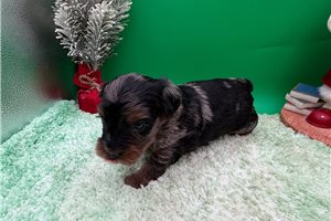 Tuffy - Yorkiepoo - Yorkie Poo for sale