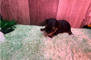 Vana - puppy for sale