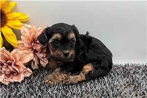 Penny - Yorkiepoo - Yorkie Poo for sale