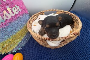 Penny - Yorkiepoo - Yorkie Poo for sale