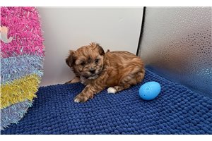 Stacey - Yorkiepoo - Yorkie Poo for sale