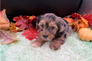 Vicki - puppy for sale