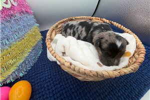 Prissy - Yorkiepoo - Yorkie Poo for sale