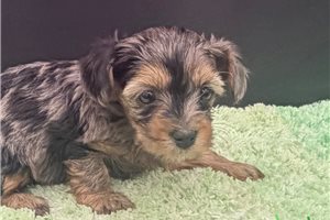 Vicki - Yorkiepoo - Yorkie Poo for sale