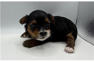 Victor - Yorkiepoo - Yorkie Poo for sale