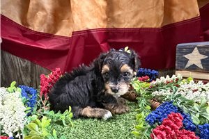 Victor - Yorkiepoo - Yorkie Poo for sale