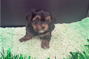 Victor - Yorkiepoo - Yorkie Poo for sale