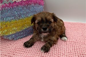 Stacey - Yorkiepoo - Yorkie Poo for sale