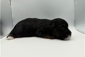 Virgil - Yorkiepoo - Yorkie Poo for sale