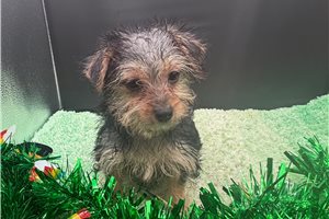 Naomi - Yorkiepoo - Yorkie Poo for sale