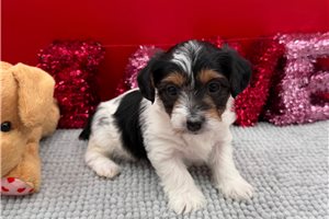 Nina - puppy for sale